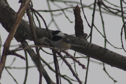 Black-capped Chickadee