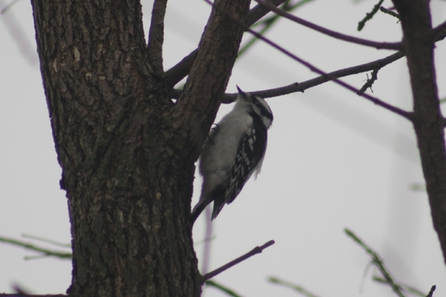 Downy Woodpecker