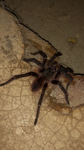 Natal Brown Birdeater