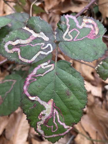 Unknown species found near Laurel Bluff Trail, Greensboro, NC, US