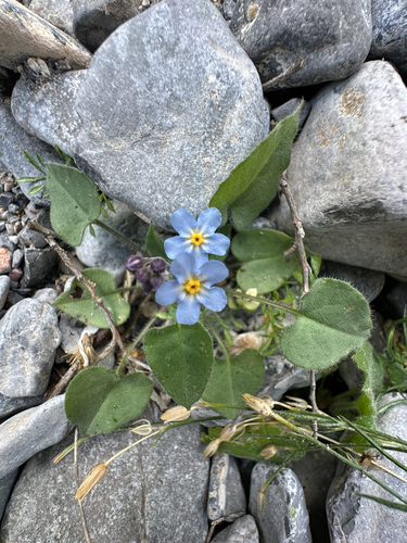 Mexican navelwort (Omphalodes aliena)