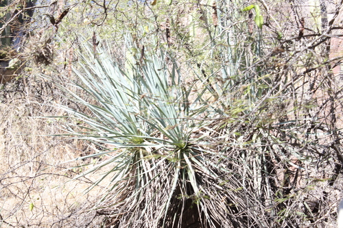 Beaucarnea compacta