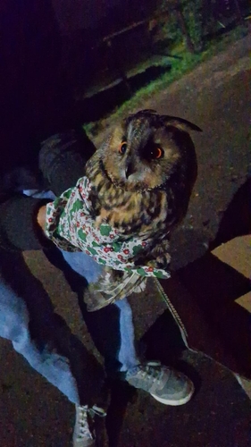 View observation of {o.common_name} on iNaturalist