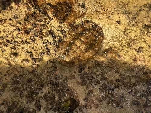 Acanthopleura granulata