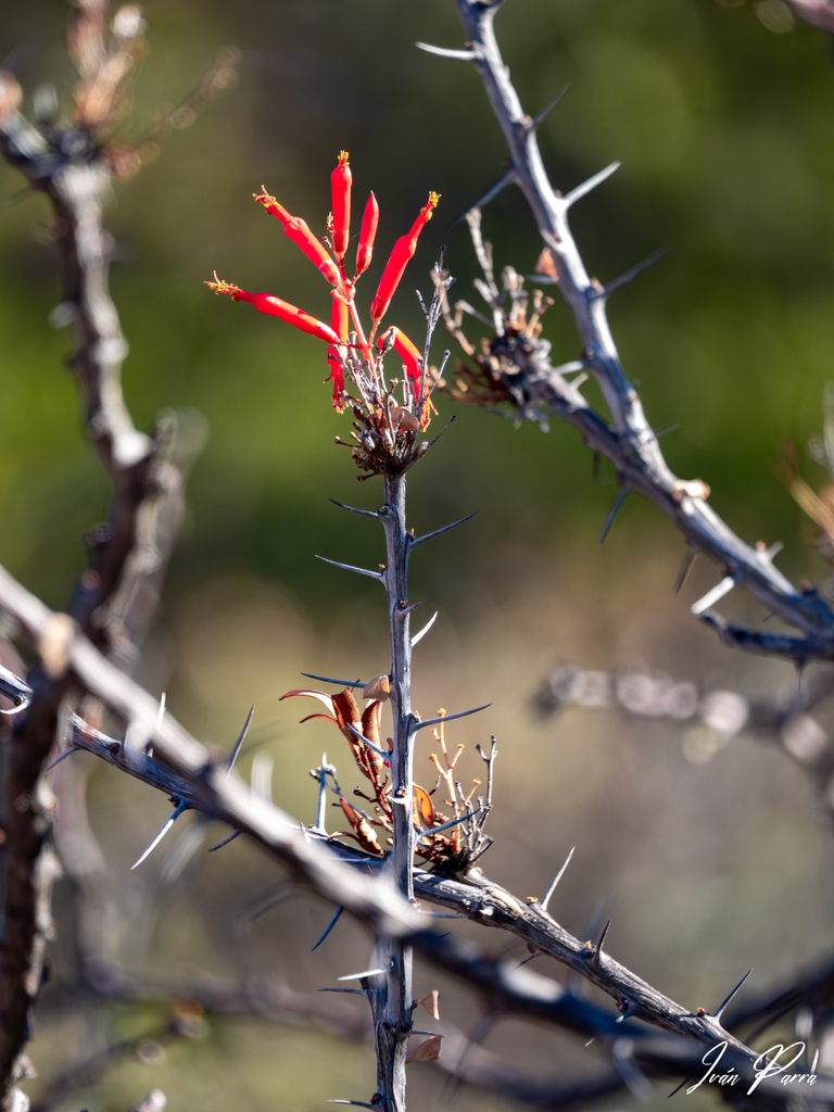 Adam's tree from Guaymas, Son., MX on December 17, 2025 at 09:46 AM by ...