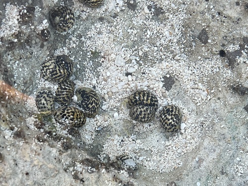 Nerita tessellata