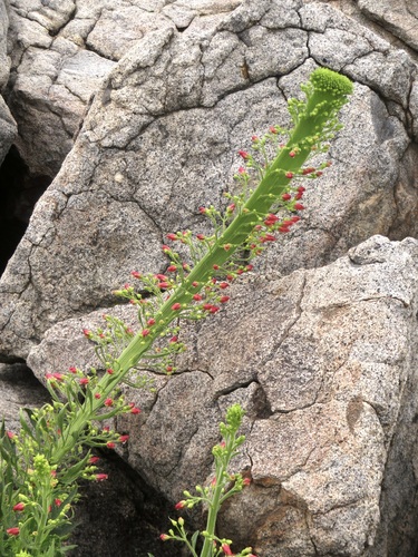 California Figwort
