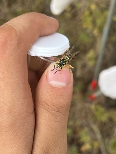 Unknown species found near United States