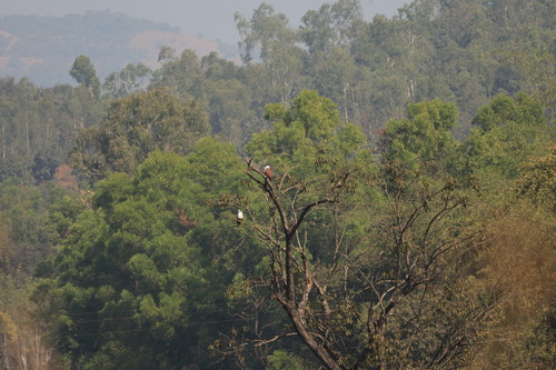 Brahminy Kite