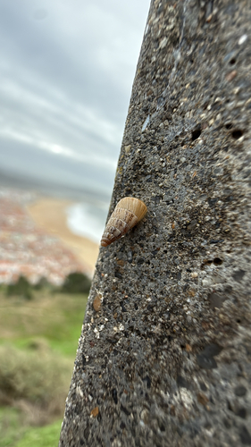 Cochlicella acuta