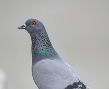 Rock Pigeon