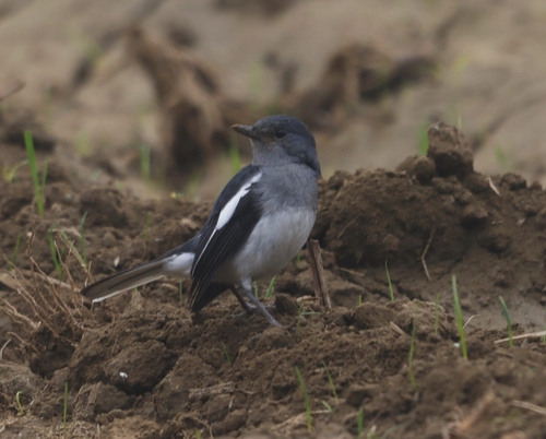 Oriental Magpie-Robin