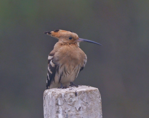Common Hoopoe
