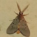 Sommeria insulana - Photo (c) Nuwan Chathuranga, all rights reserved, uploaded by Nuwan Chathuranga