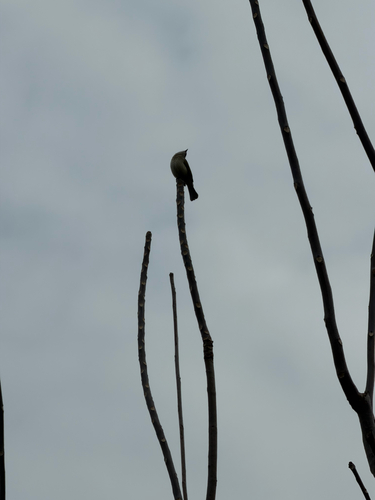 Light-vented Bulbul