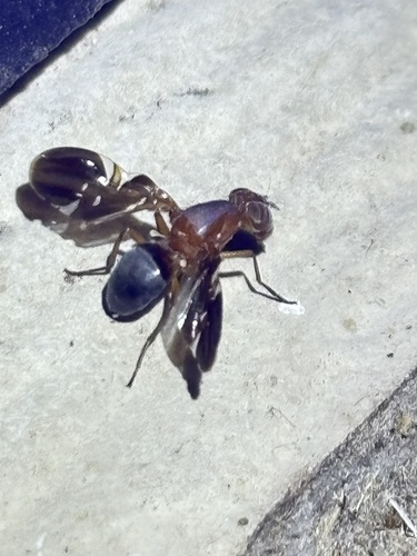 Unknown species found near Windsor Park, Austin, TX 78723, USA
