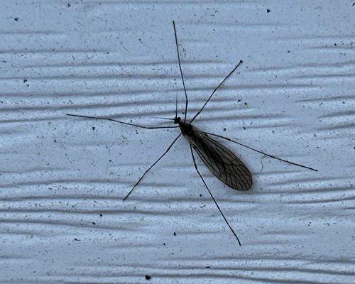 Unknown species found near E Schumacher St, Okawville, IL, US
