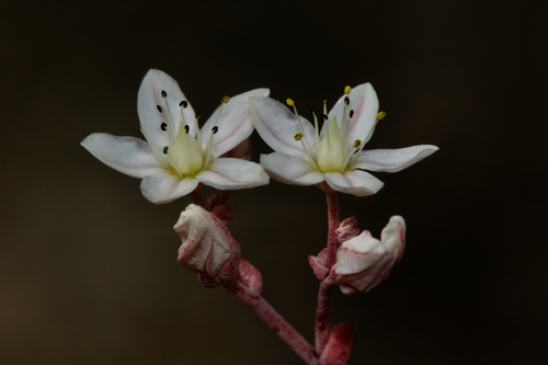 Short-leaved Stonecrop