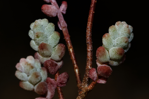 Short-leaved Stonecrop