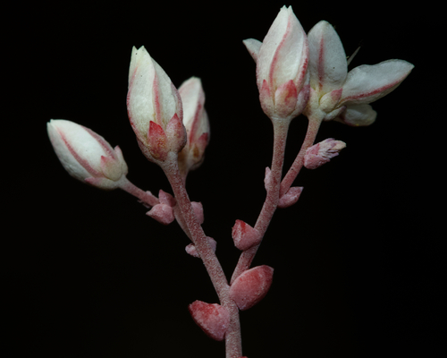 Short-leaved Stonecrop