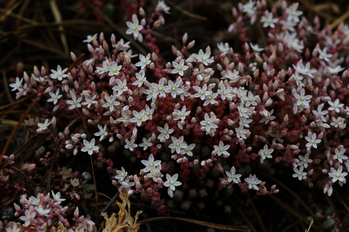 Short-leaved Stonecrop