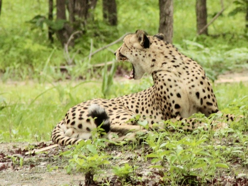 Southern and Eastern African Cheetah