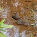 White-throated Rail - Photo (c) M. Omick, all rights reserved, uploaded by M. Omick