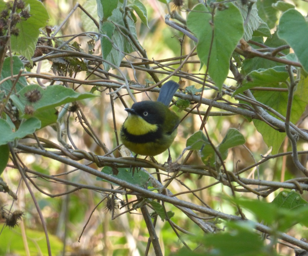 Yellow-throated Apalis photo