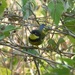 Yellow-throated Apalis - Photo (c) tapaculo99, all rights reserved