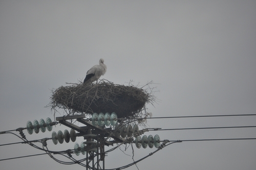 European White Stork