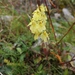 Pedicularis semitorta - Photo (c) HUANG QIN, all rights reserved, uploaded by HUANG QIN