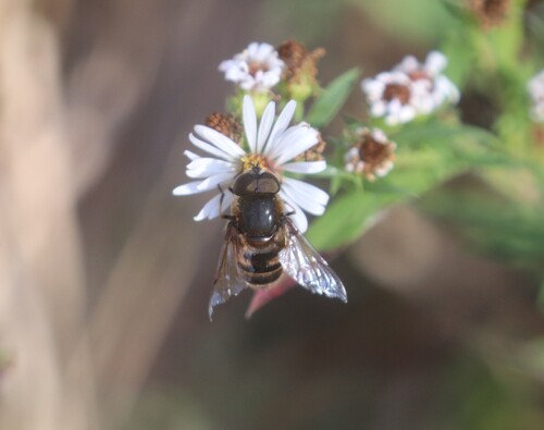 Unknown species found near White Deer Park Nature Center, 2400 Aversboro Rd, Garner, NC 27529, USA