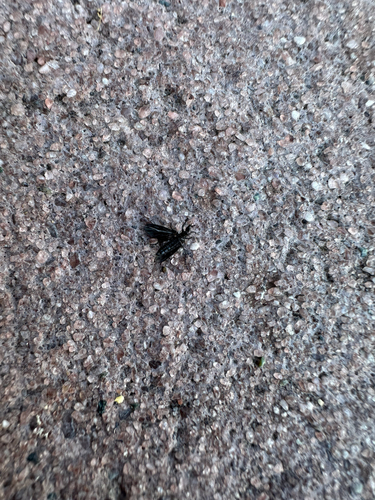 Unknown species found near Avenue of the Stars, Bay Lake, FL, US