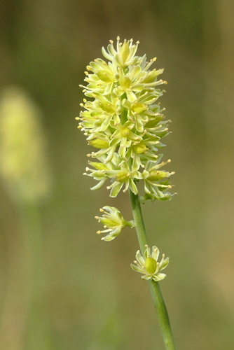 Tofieldia calyculata (L.) Wahlenb.