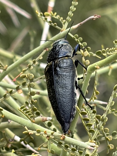 Gyascutus caelatus