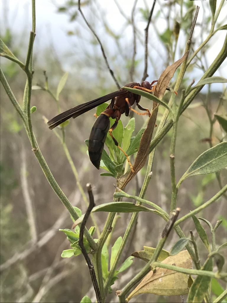 Ringed Paper Wasp from Paynes Prairie State Preserve, Micanopy, FL, US