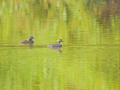 Least Grebe