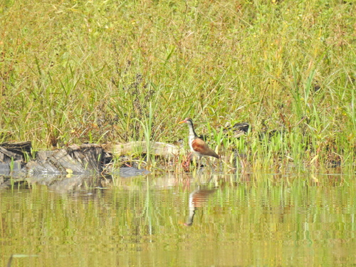 Wattled Jacana