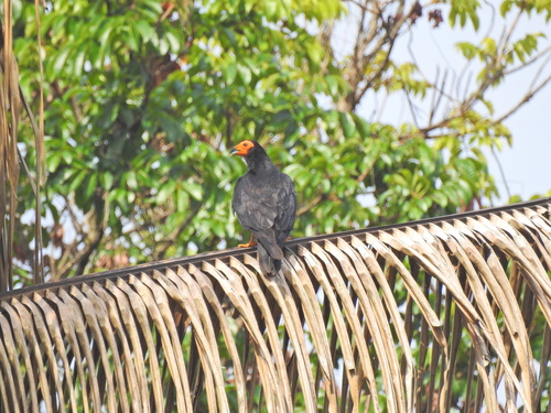Black Caracara
