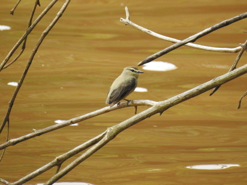 Drab Water Tyrant