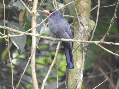 Black-fronted Nunbird