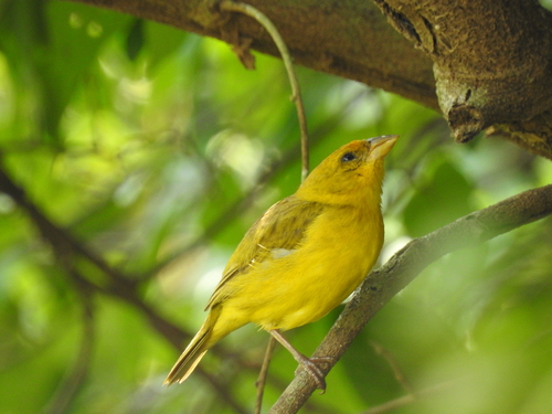 Orange-fronted Yellow-Finch