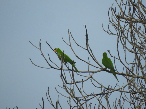 White-eyed Parakeet