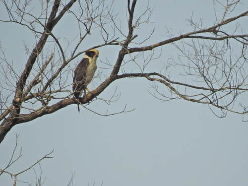 Laughing Falcon