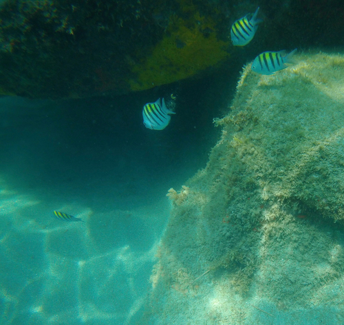 Abudefduf saxatilis