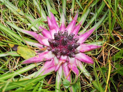 Genus Saussurea · iNaturalist