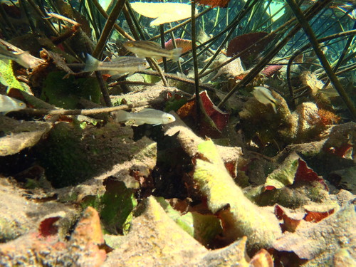 Cuatro Cienegas Pupfish