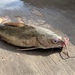 Spotted Sea Catfish - Photo (c) Ching Chen, all rights reserved, uploaded by Ching Chen