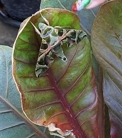Oleander Hawkmoth