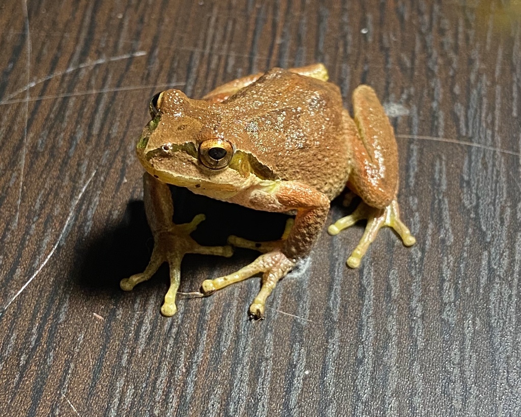 Pacific chorus frog (Pseudacris regilla) · iNaturalist